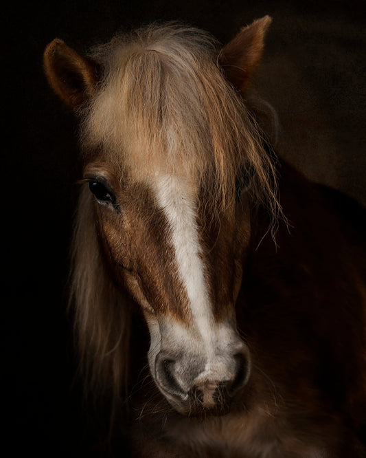 Horse Portrait Close-Up