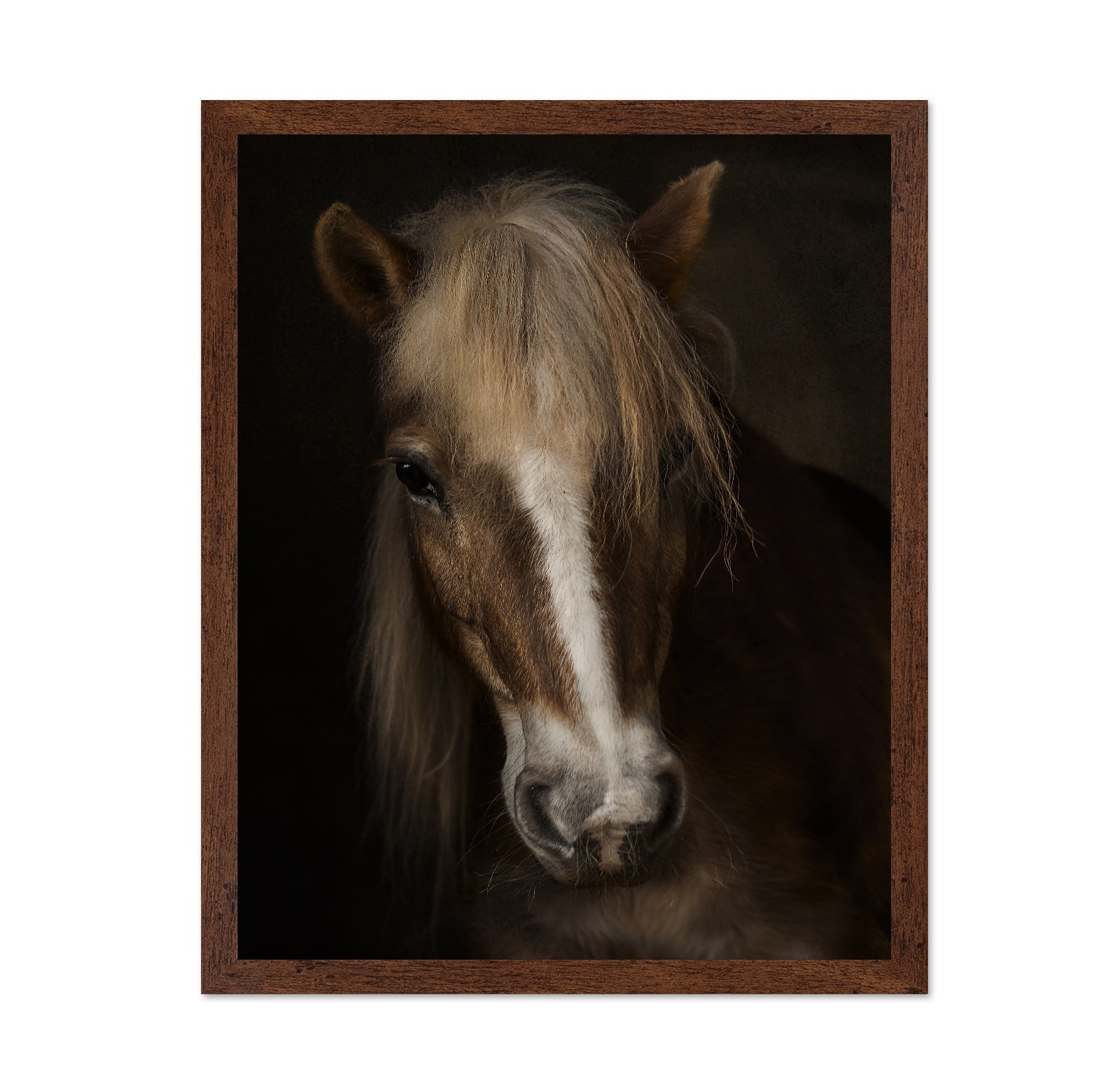 Horse Portrait Close-Up