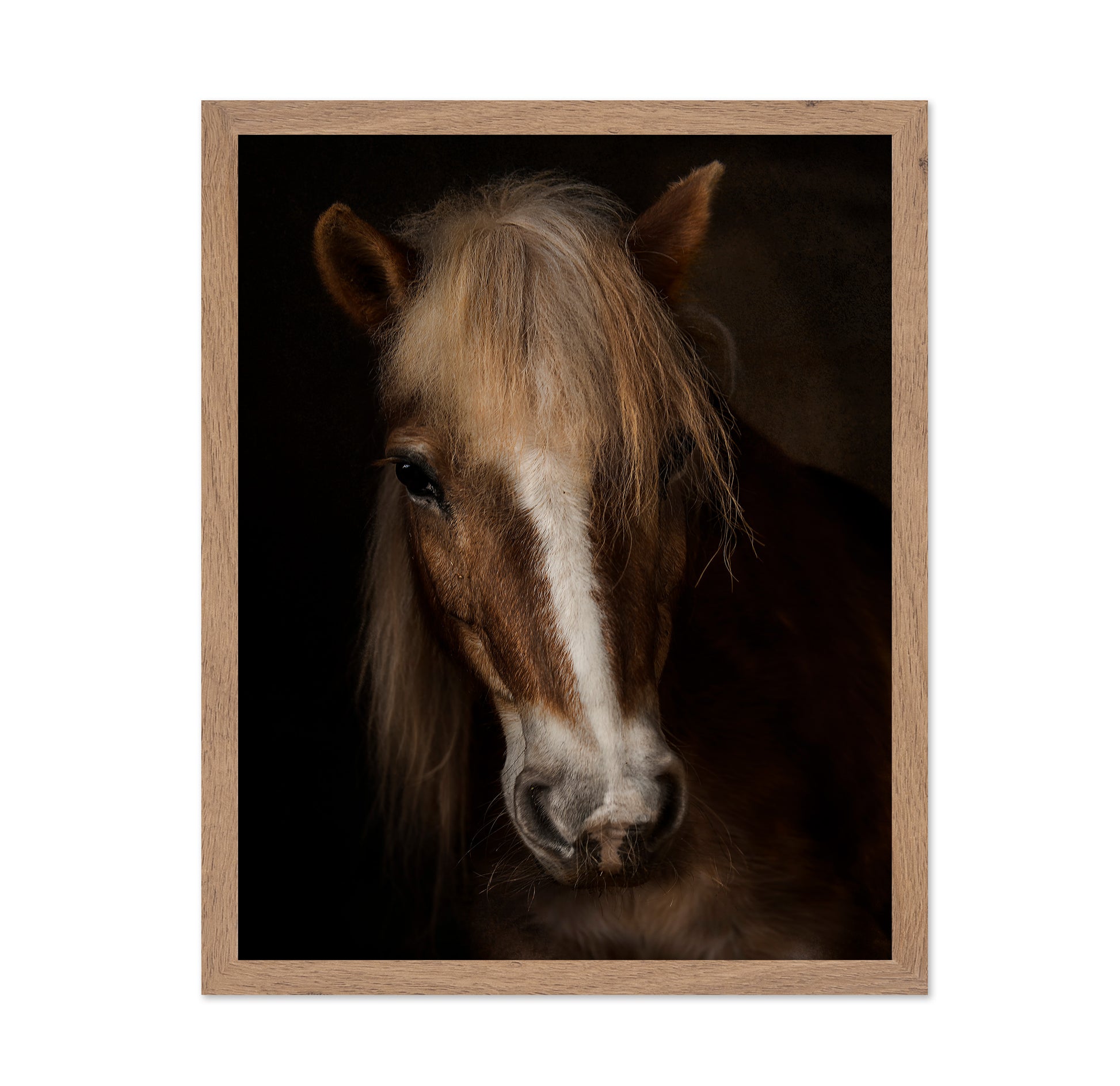 Horse Portrait Close-Up