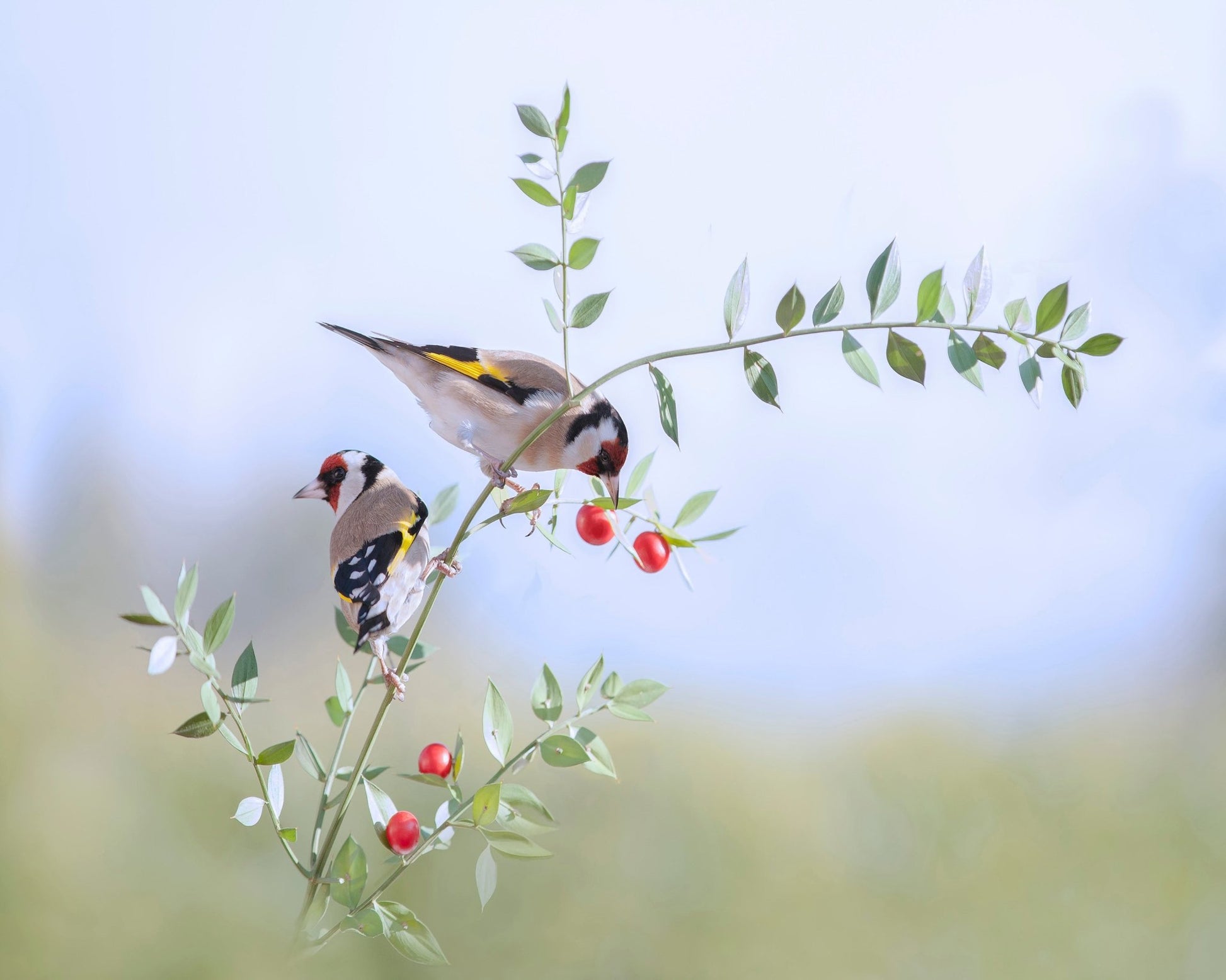 Birds on Berry Branch