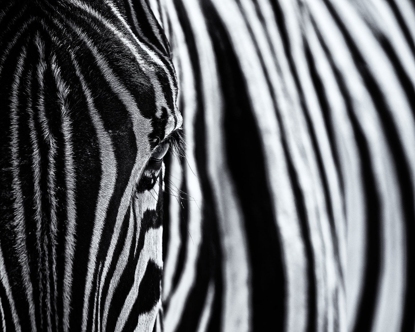 Zebra Stripe Close-Up