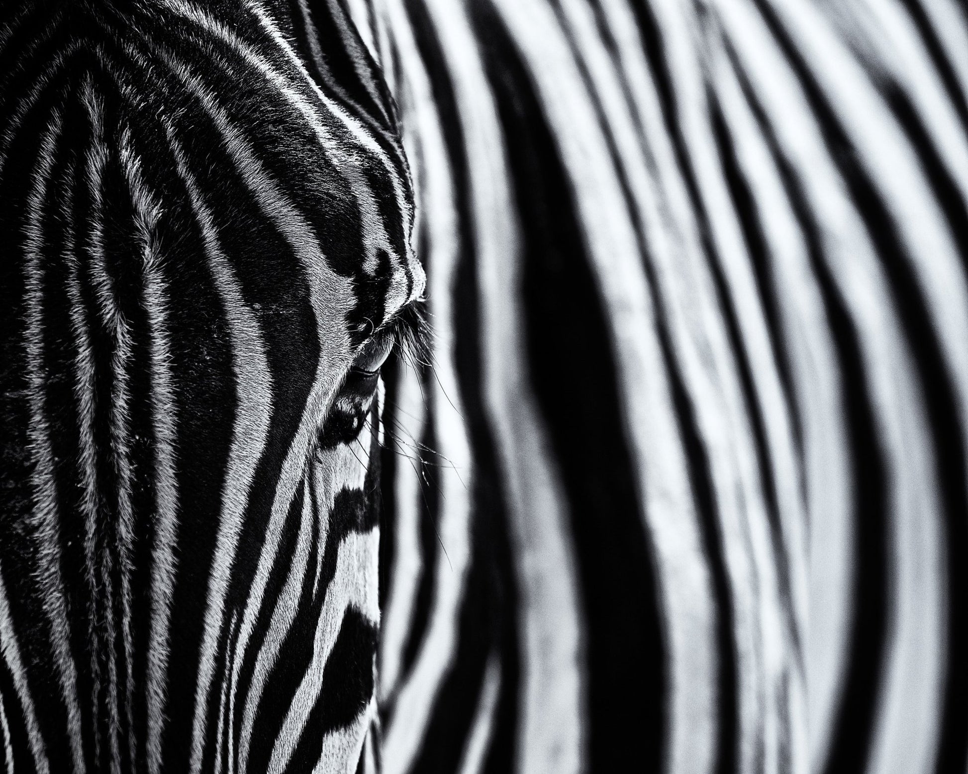 Zebra Stripe Close-Up
