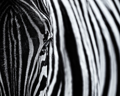 Zebra Stripe Close-Up