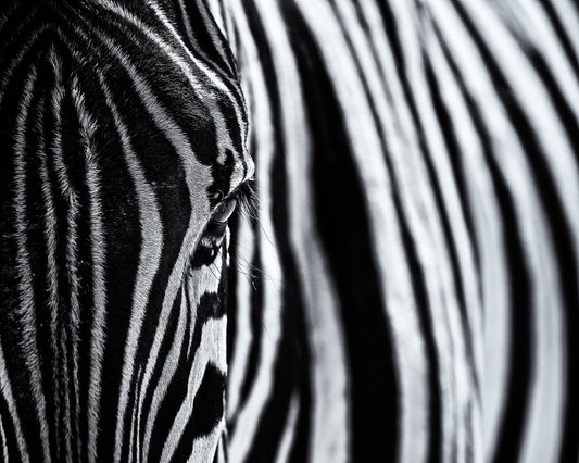 Zebra Stripe Close-Up