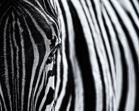 Zebra Stripe Close-Up
