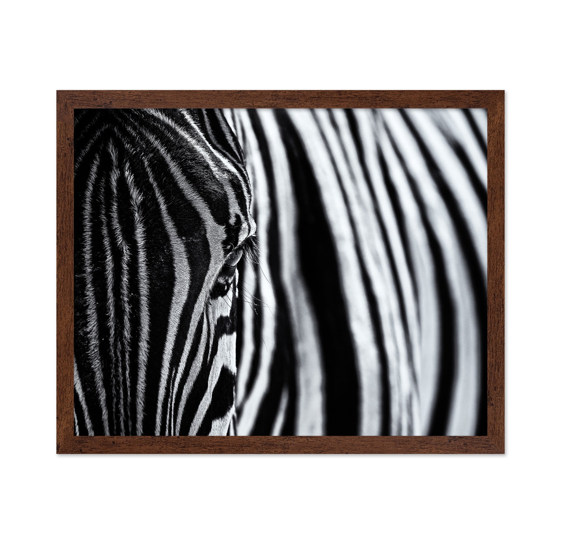 Zebra Stripe Close-Up