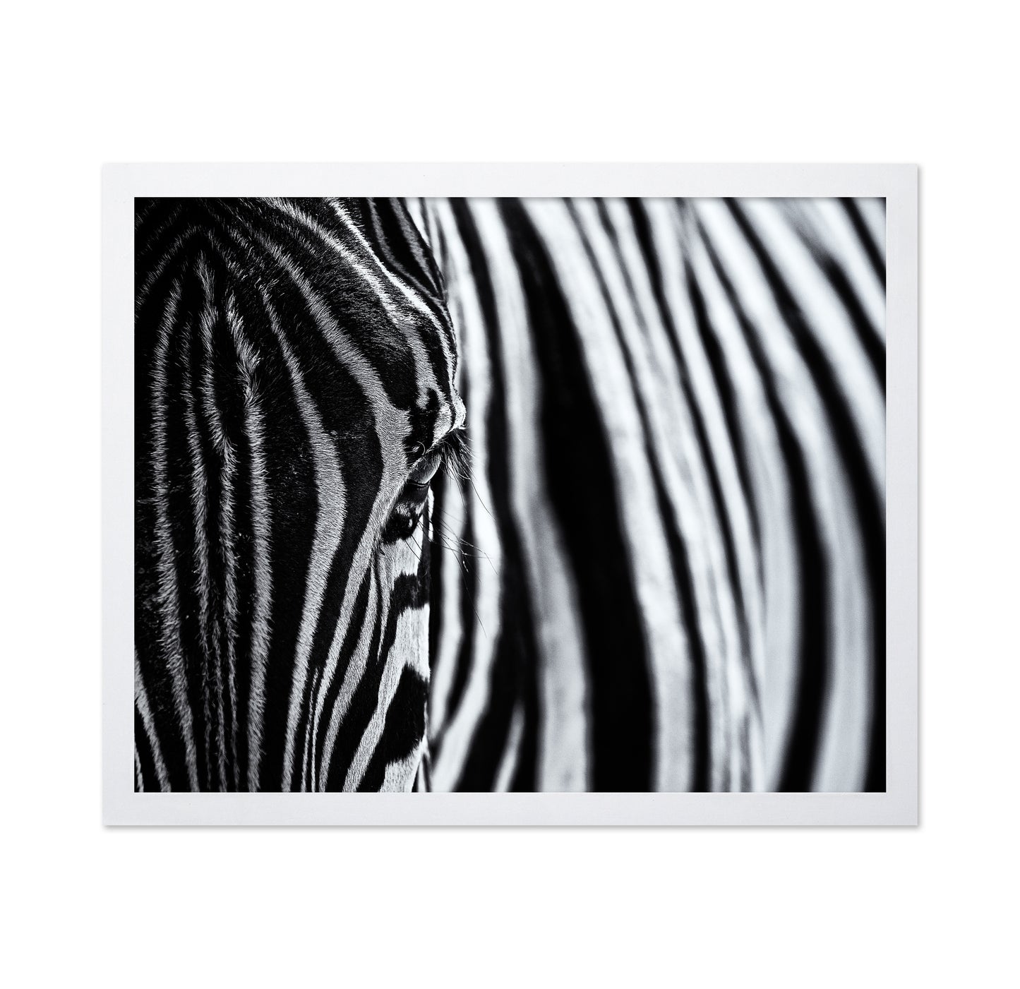Zebra Stripe Close-Up