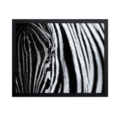 Zebra Stripe Close-Up