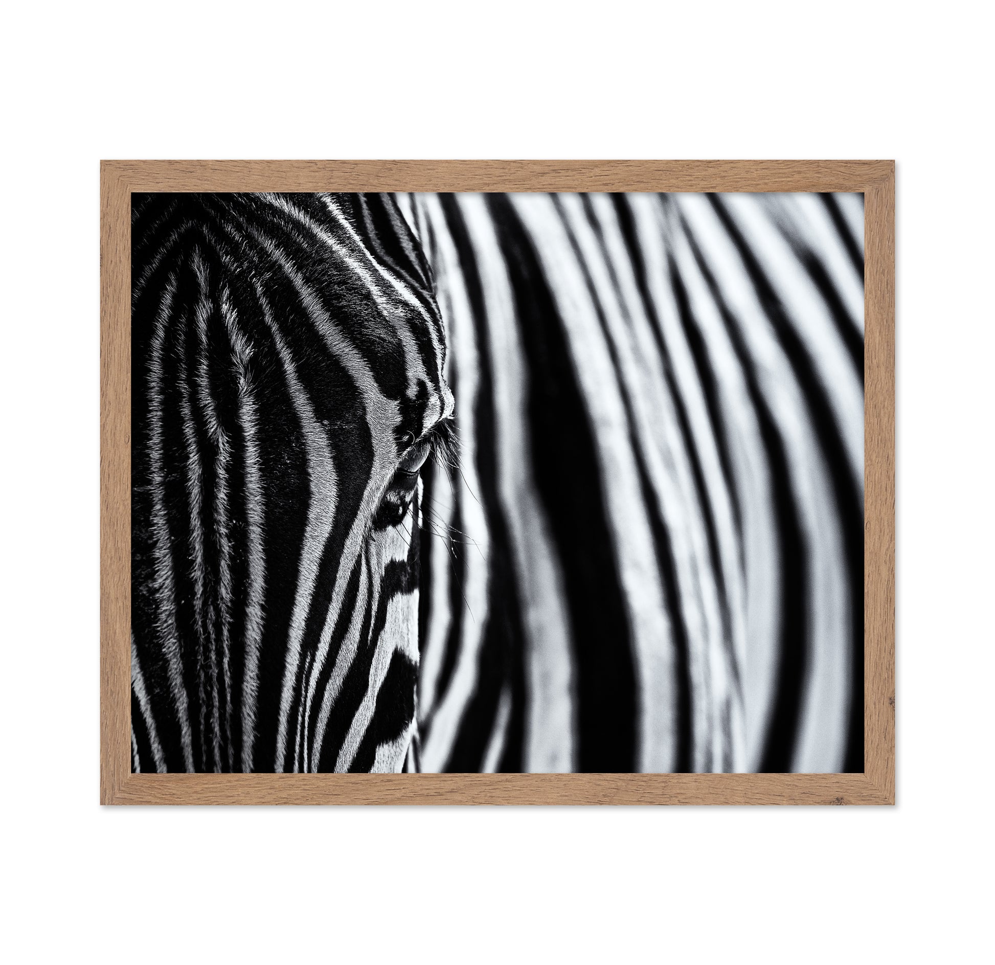 Zebra Stripe Close-Up
