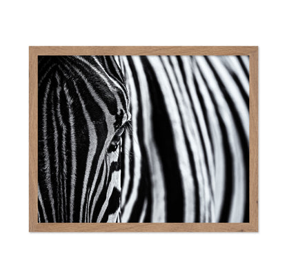 Zebra Stripe Close-Up