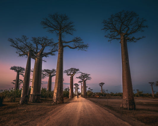 Avenue of Baobabs