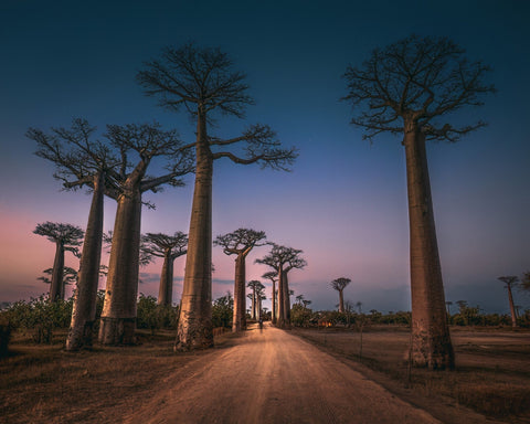 Avenue of Baobabs