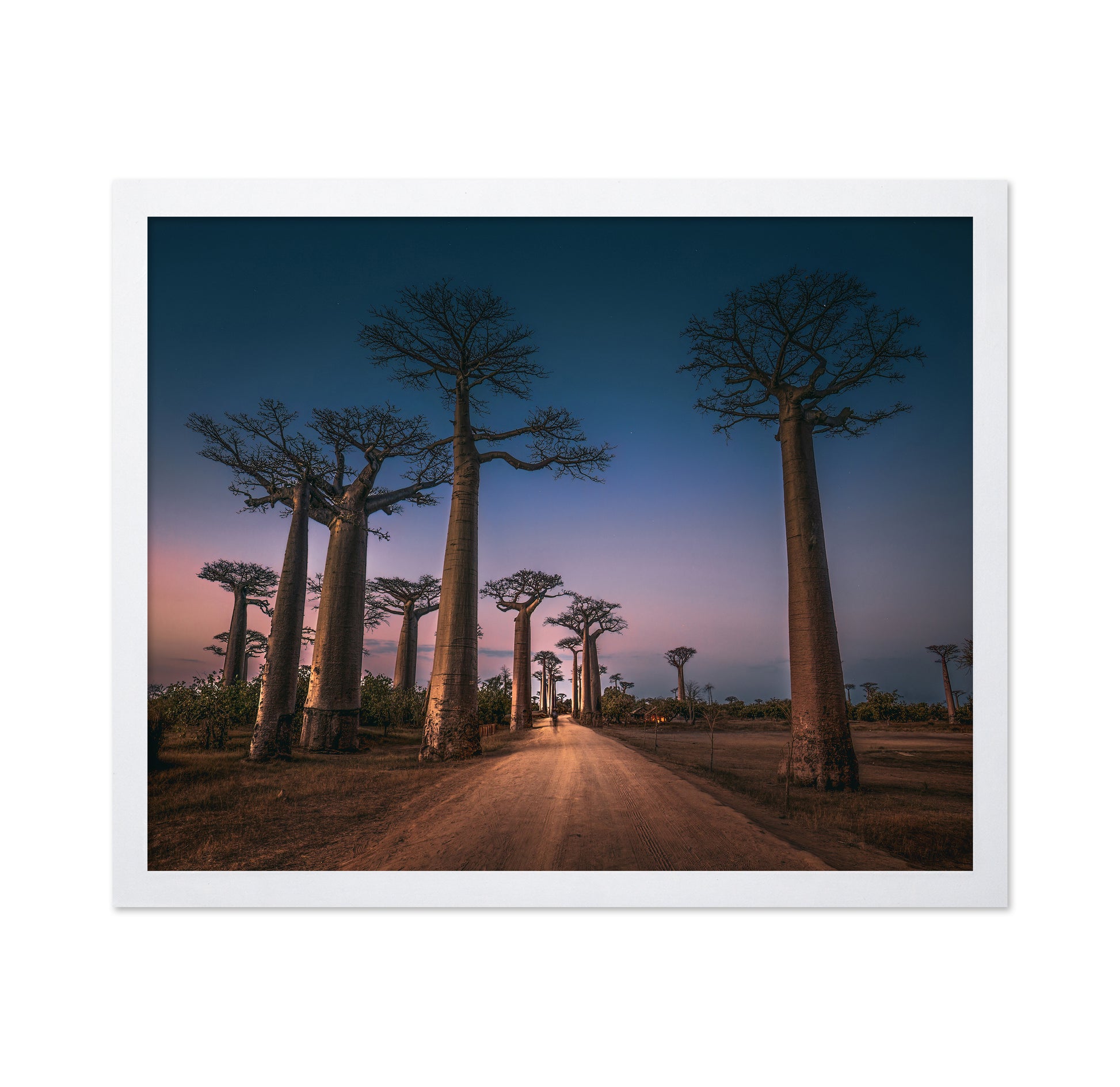 Avenue of Baobabs