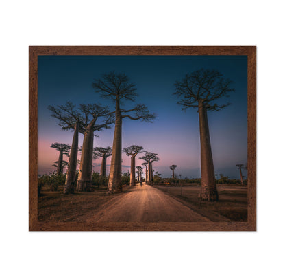 Avenue of Baobabs