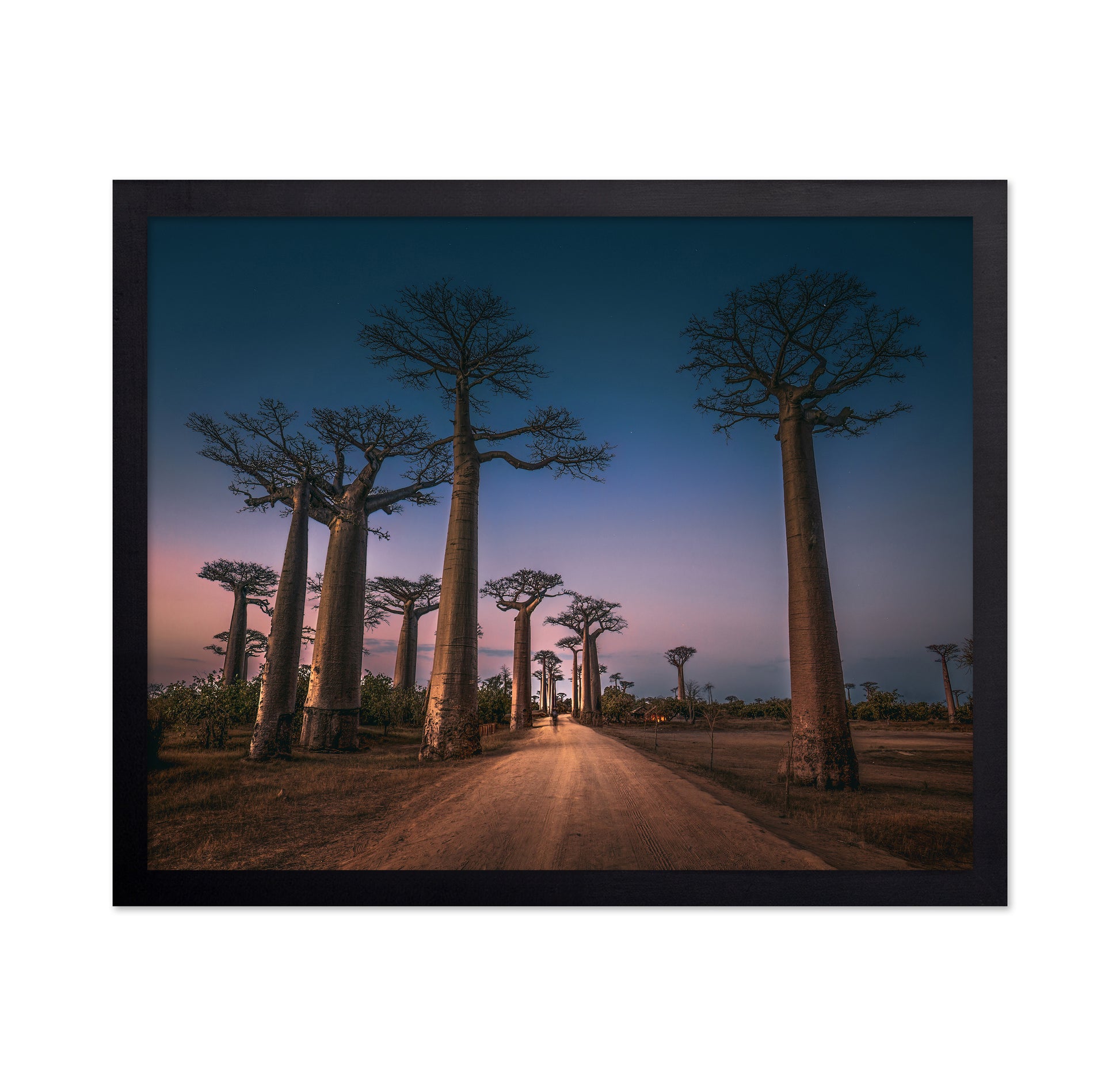 Avenue of Baobabs
