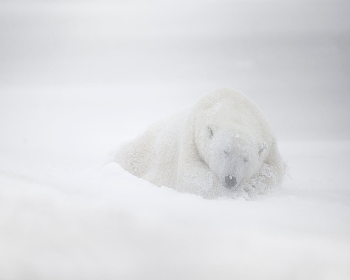 Polar Bear in Snow No1