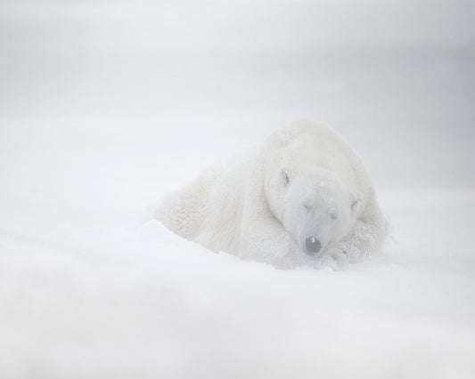 Polar Bear in Snow No1