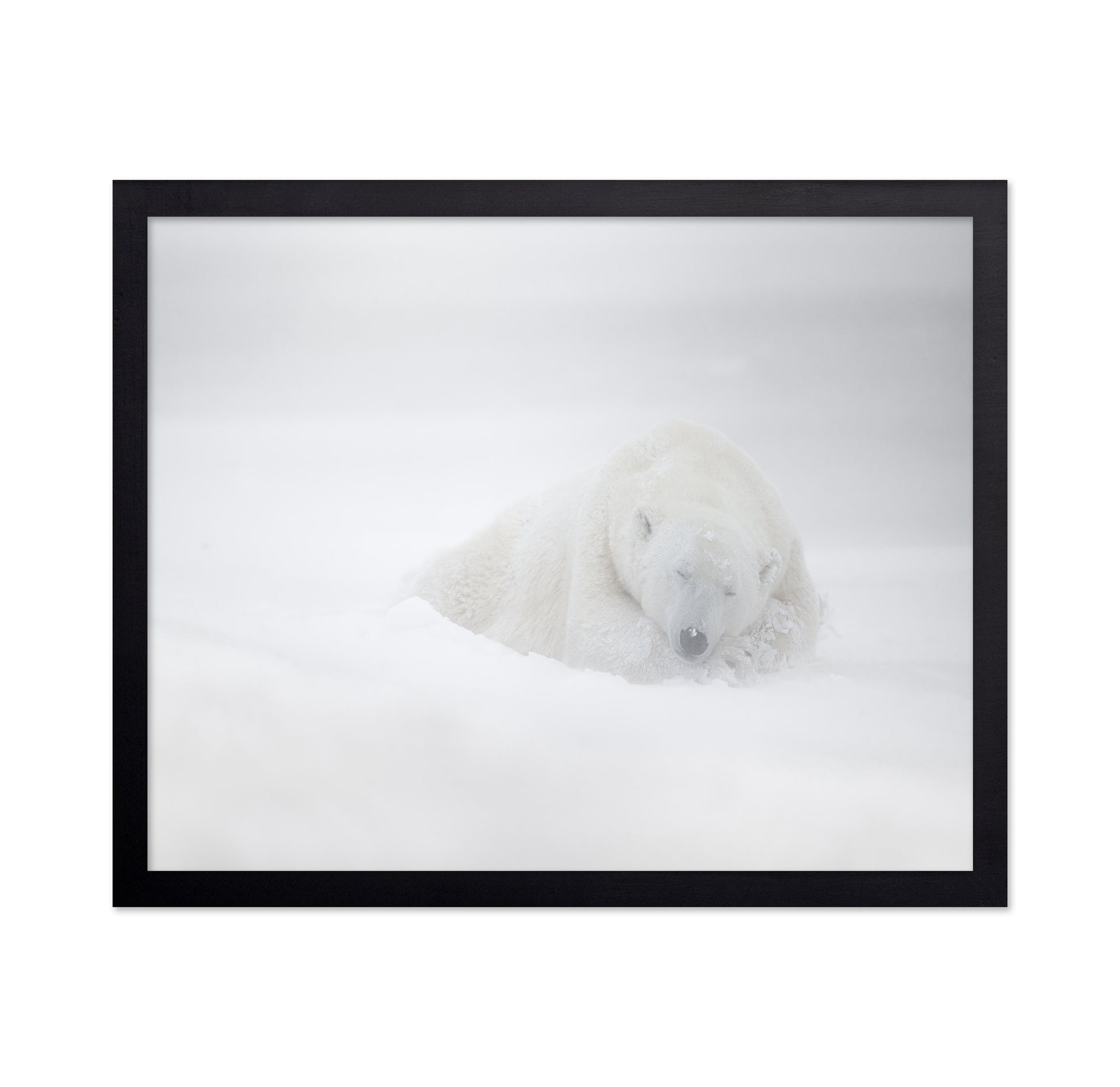 Polar Bear in Snow No1
