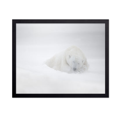 Polar Bear in Snow No1