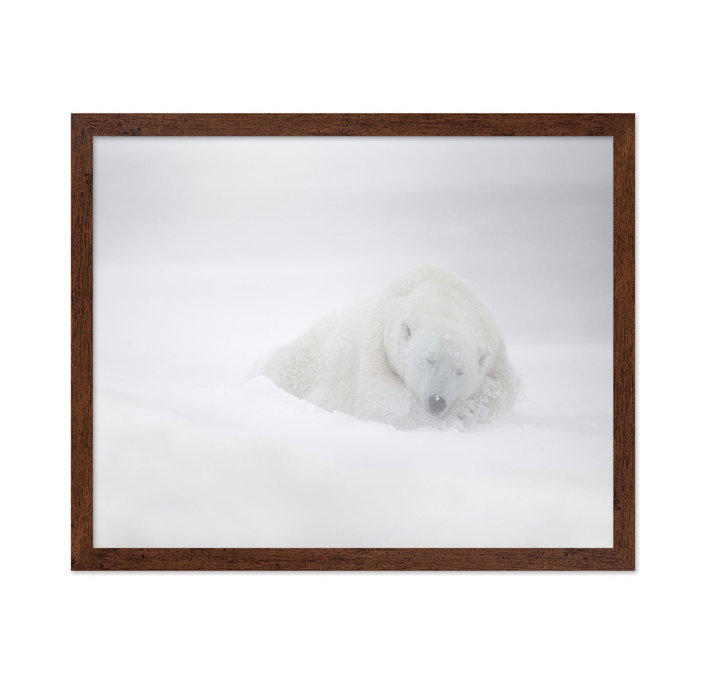 Polar Bear in Snow No1