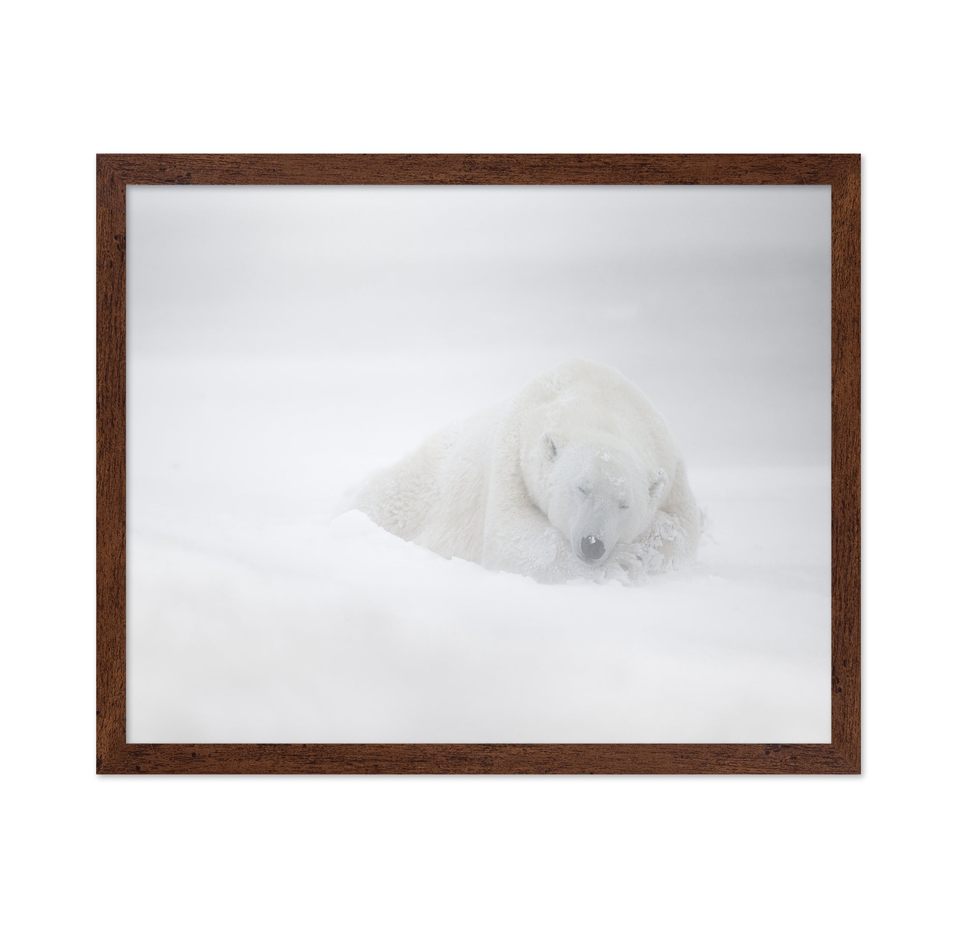 Polar Bear in Snow No1