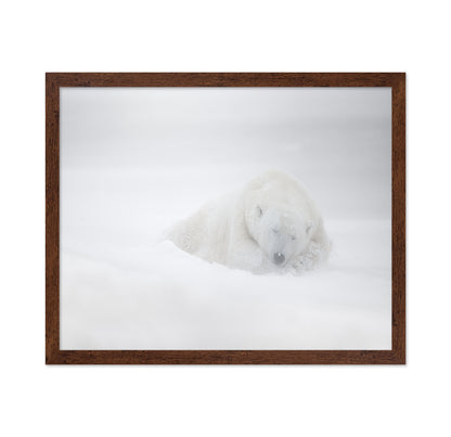 Polar Bear in Snow No1