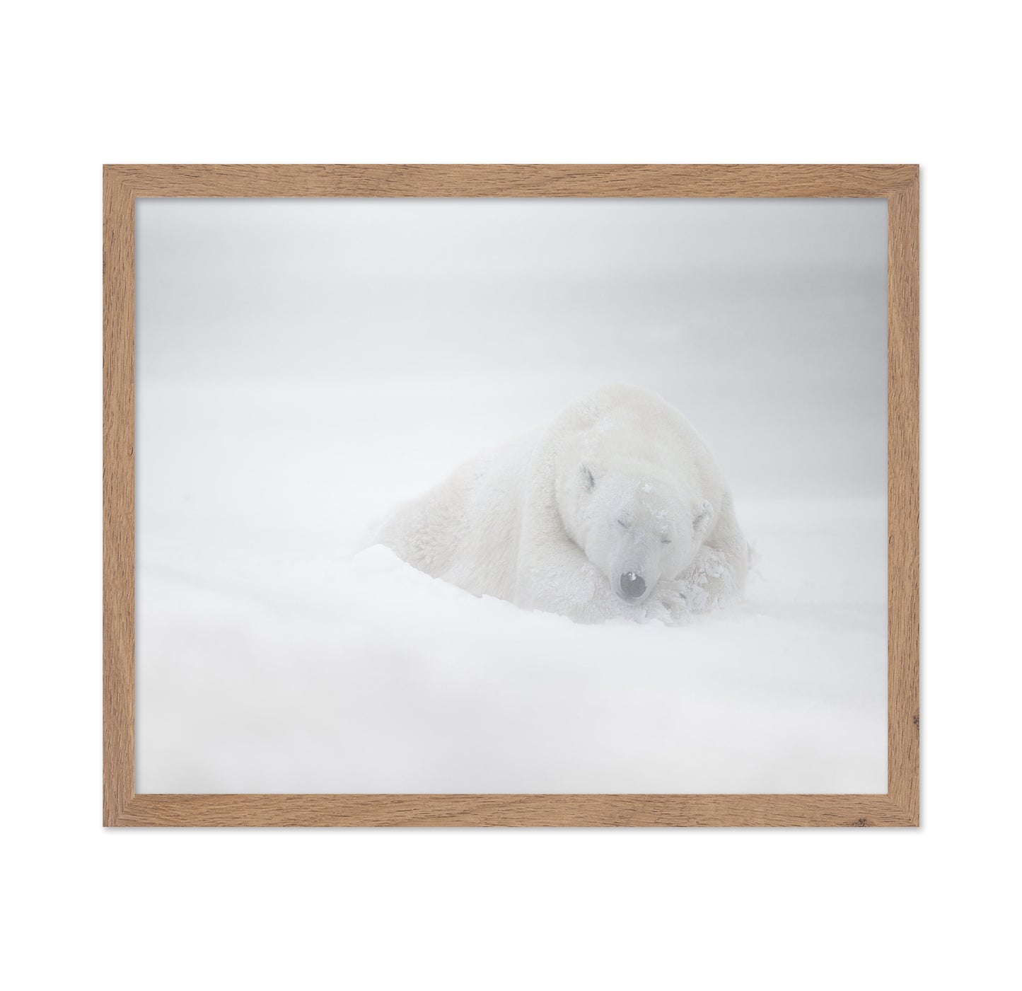 Polar Bear in Snow No1