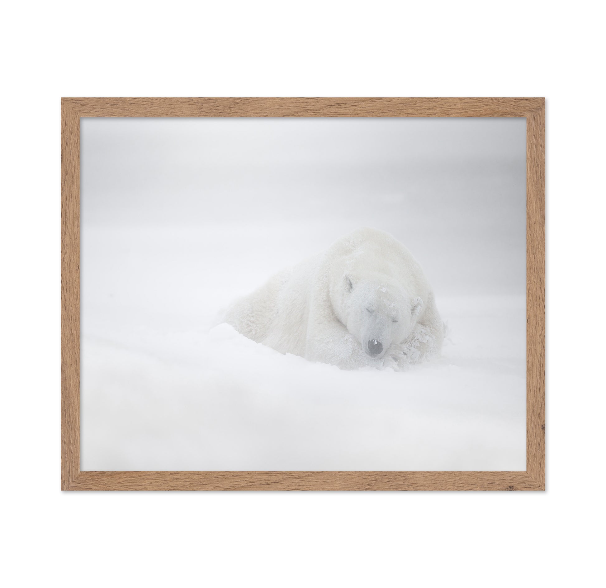 Polar Bear in Snow No1
