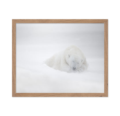 Polar Bear in Snow No1