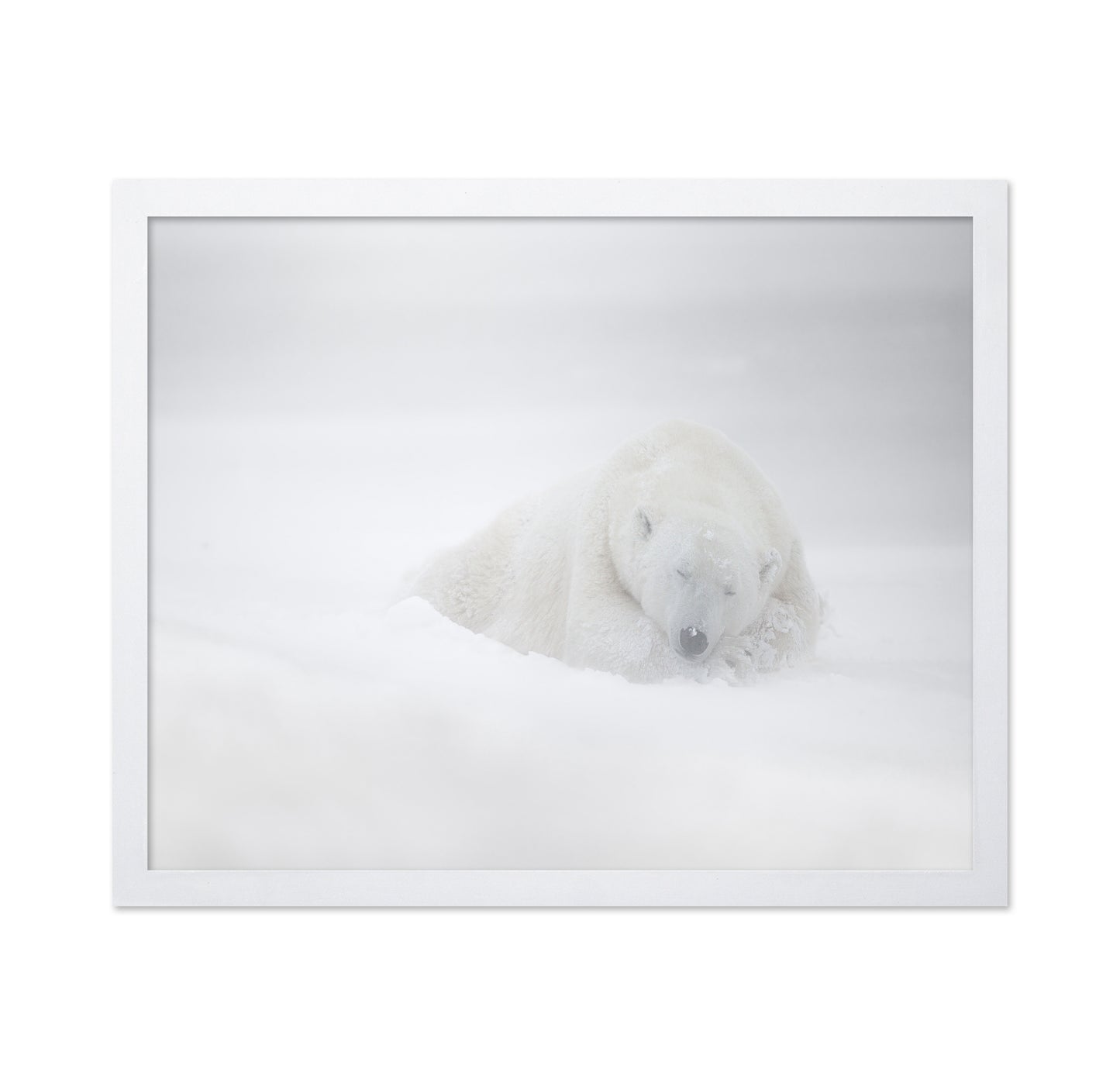 Polar Bear in Snow No1