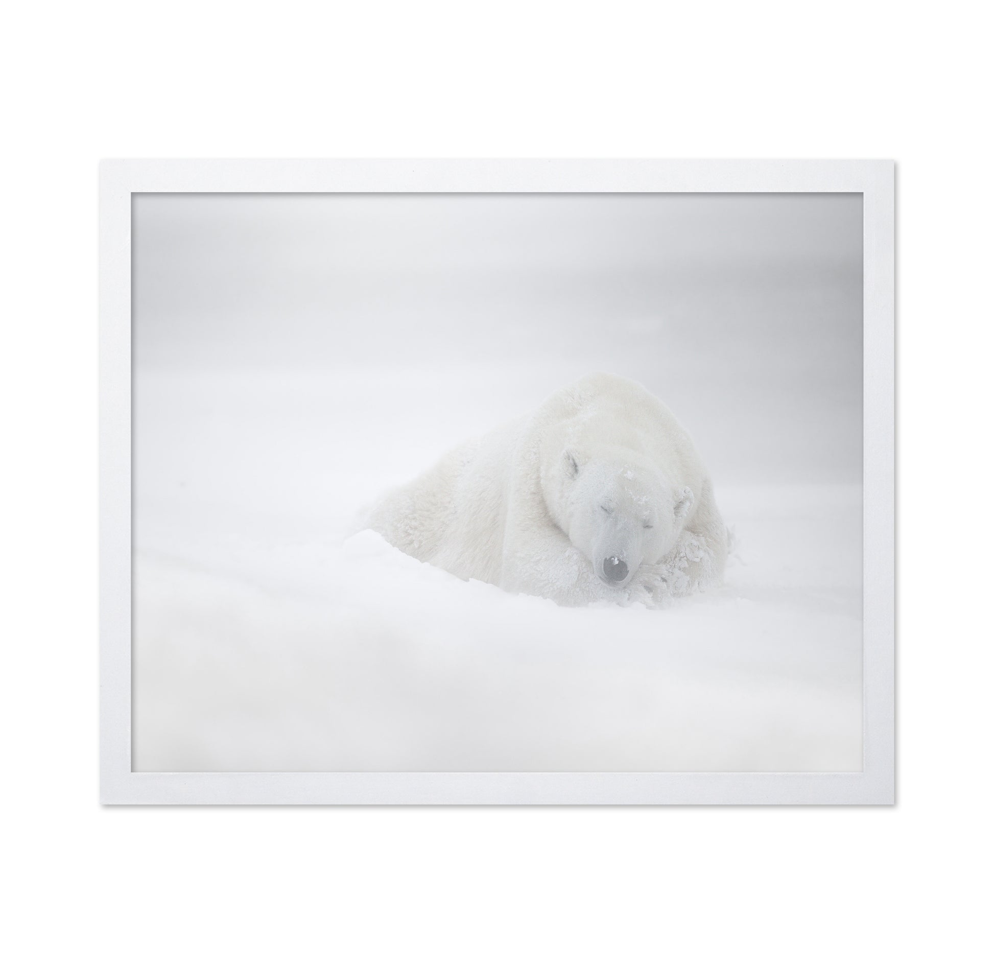 Polar Bear in Snow No1