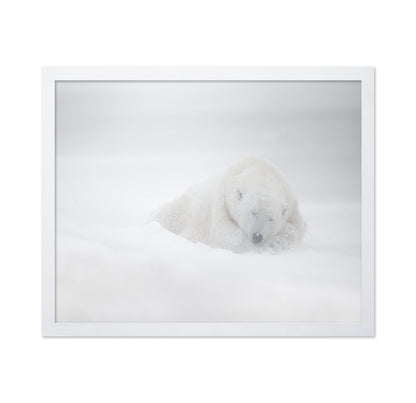 Polar Bear in Snow No1