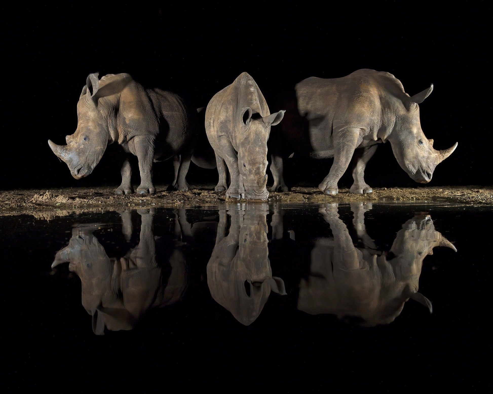Rhinos at Night Reflection