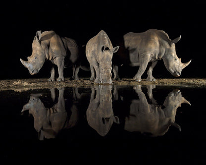 Rhinos at Night Reflection