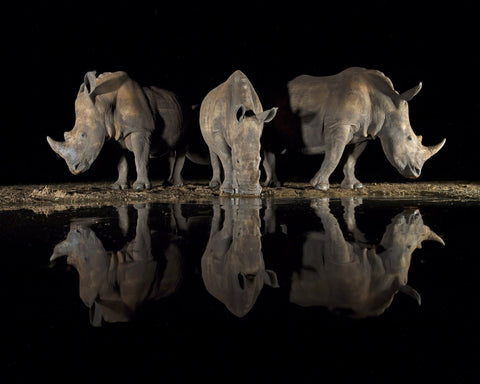 Rhinos at Night Reflection