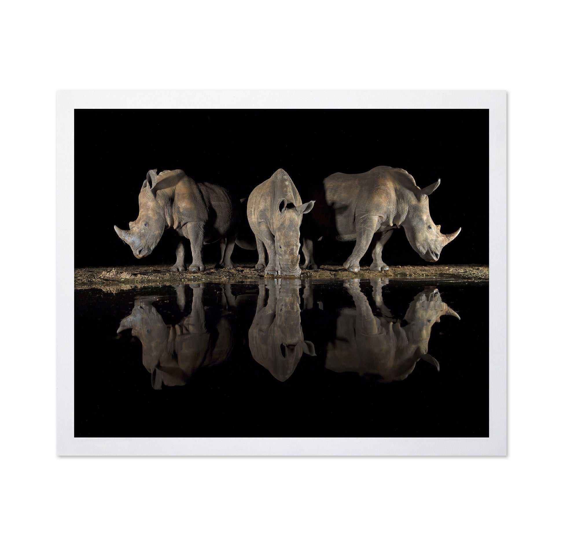 Rhinos at Night Reflection