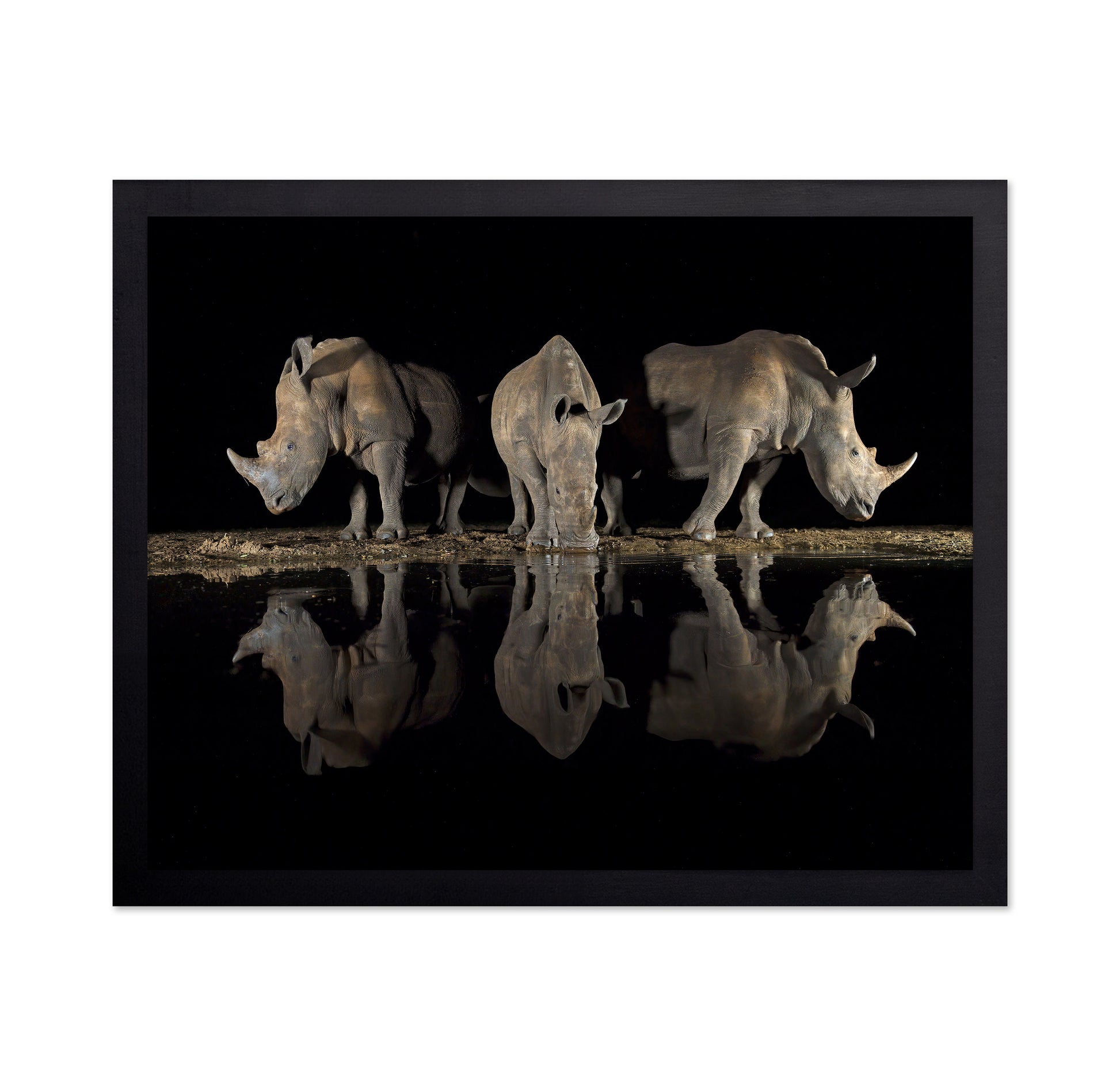 Rhinos at Night Reflection