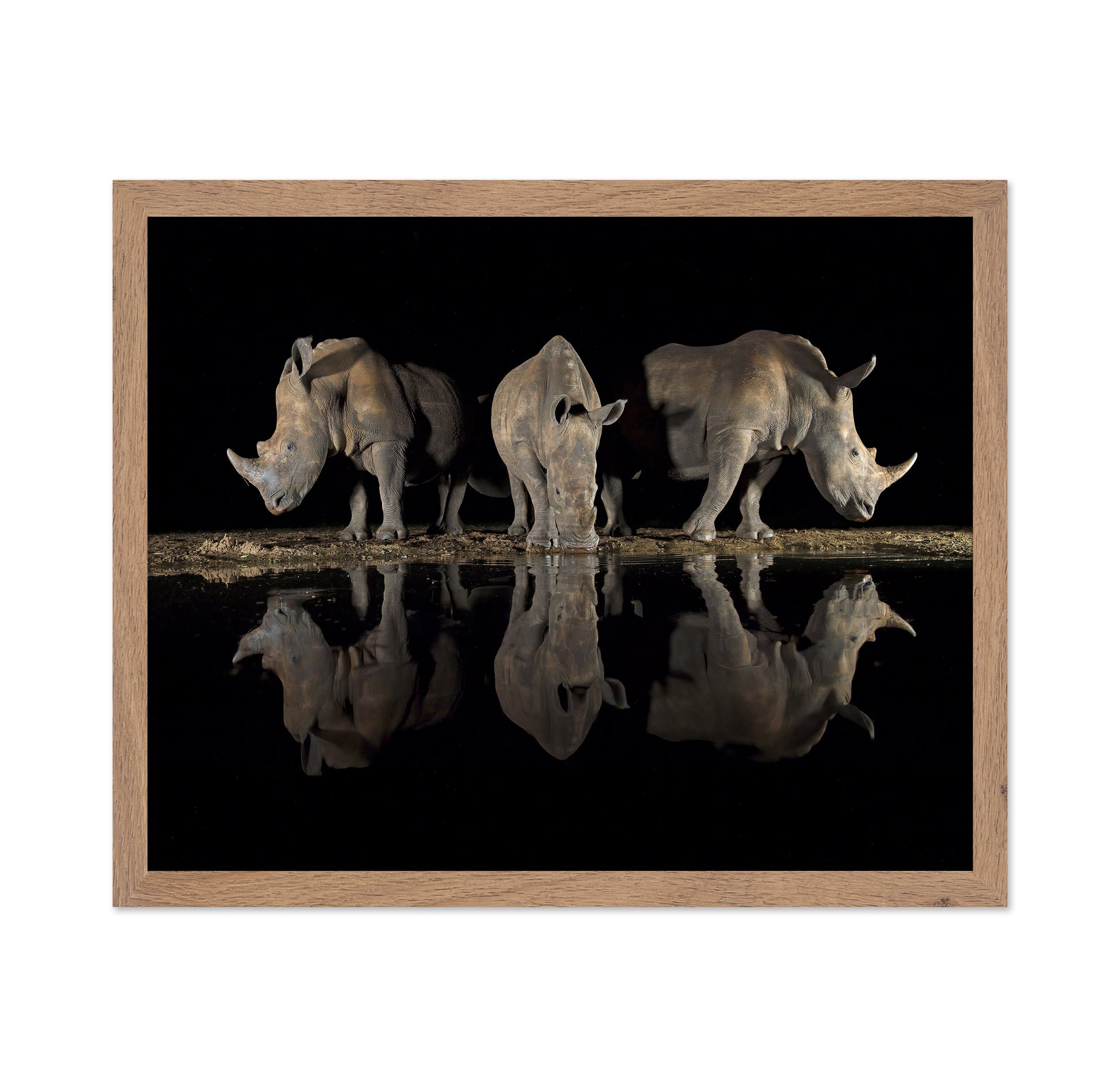 Rhinos at Night Reflection