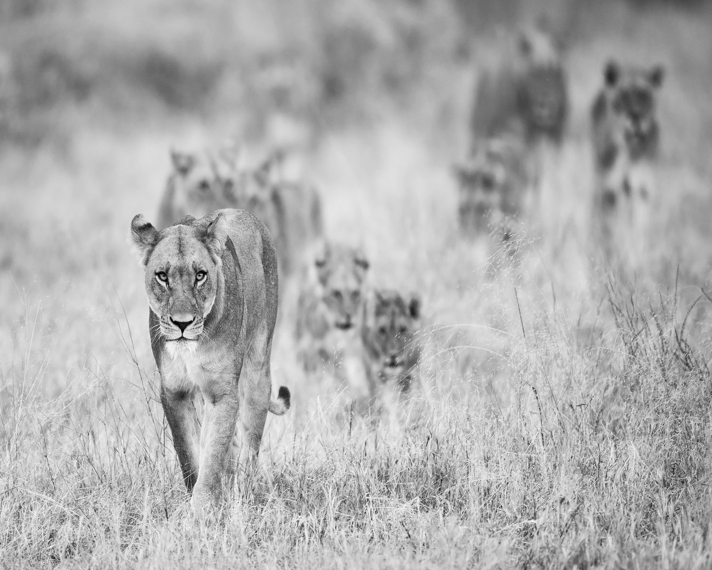 Lion Pride Approach