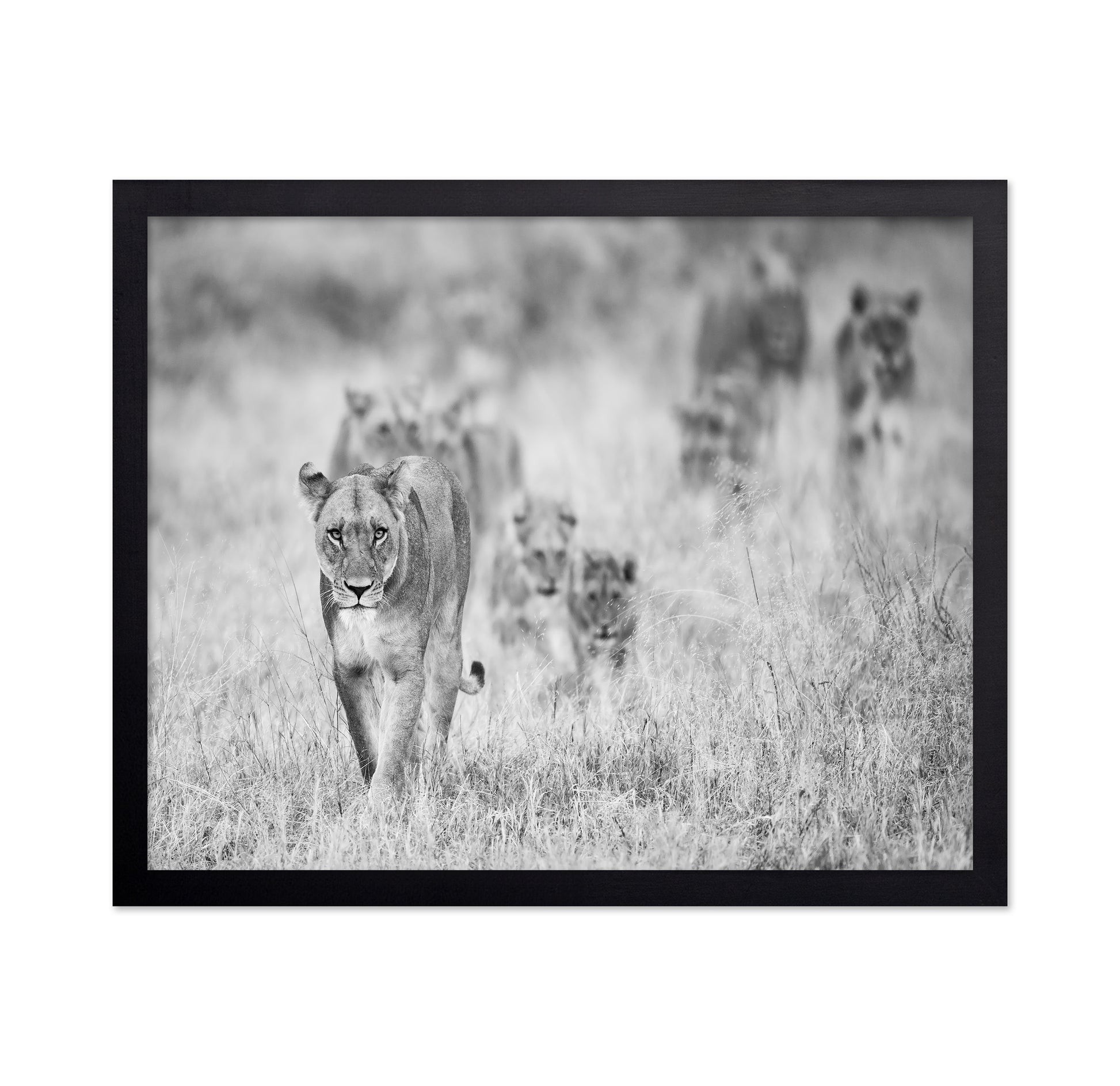 Lion Pride Approach