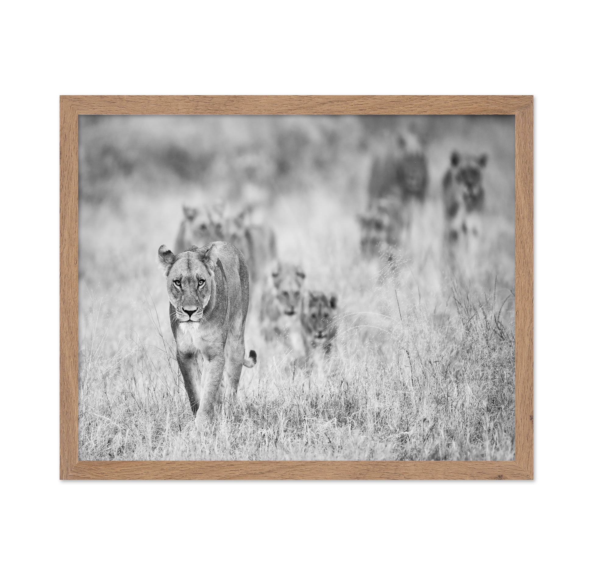 Lion Pride Approach