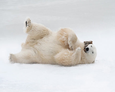 Playful Polar Bear