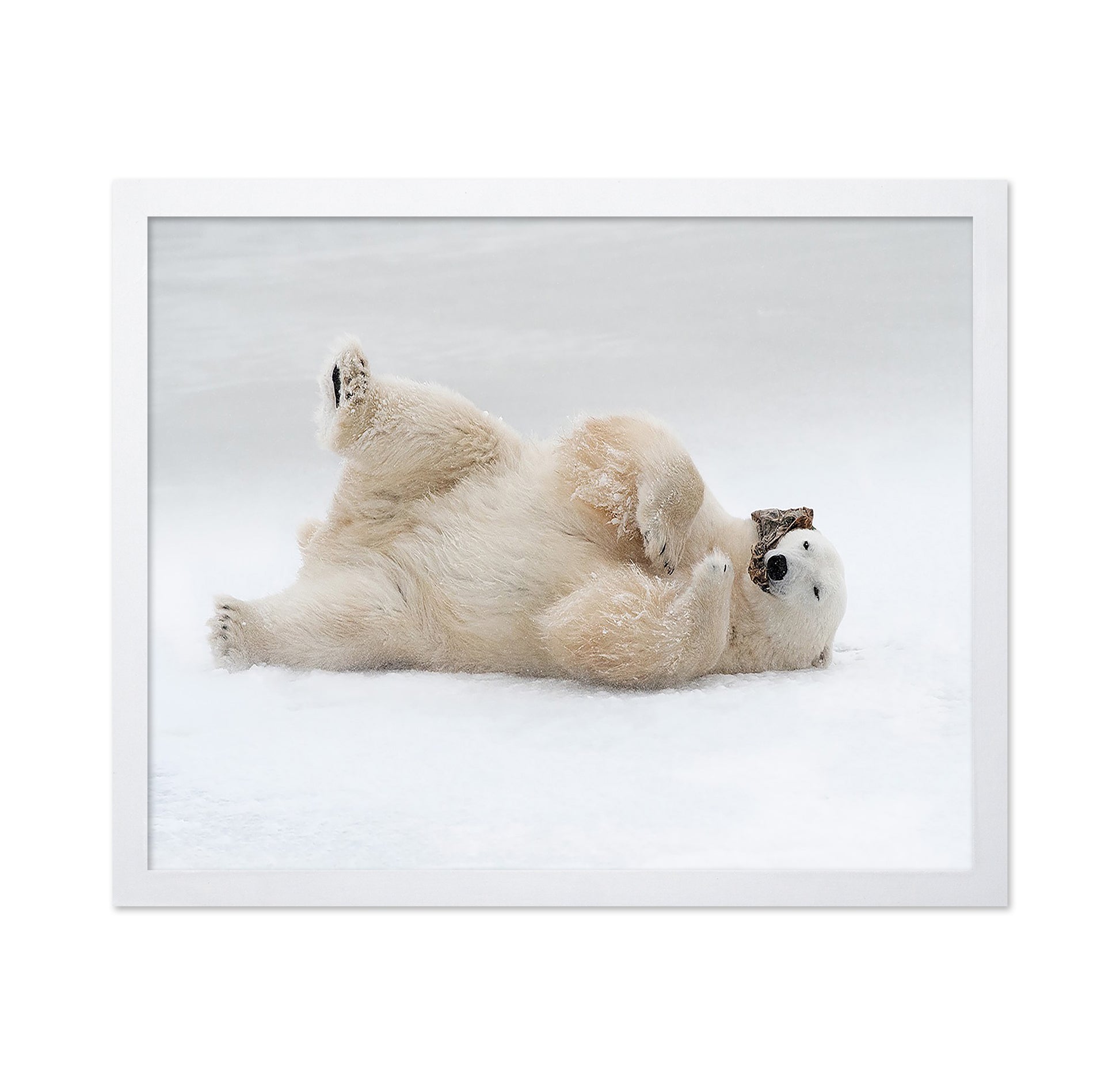 Playful Polar Bear