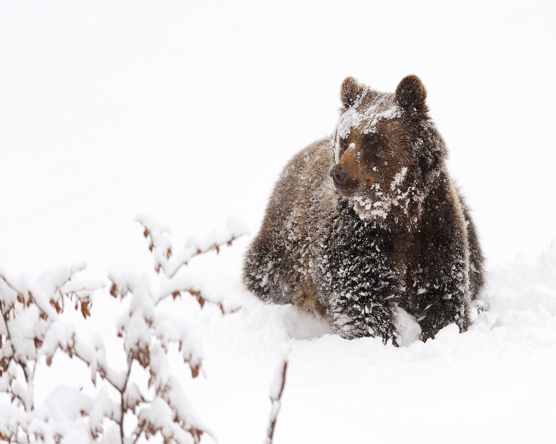 Brown Bear in Snow