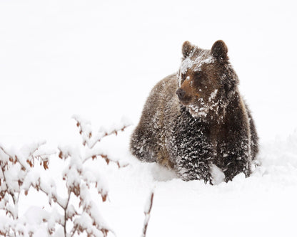 Brown Bear in Snow
