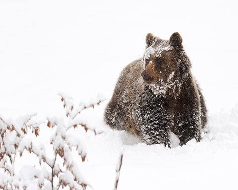 Brown Bear in Snow