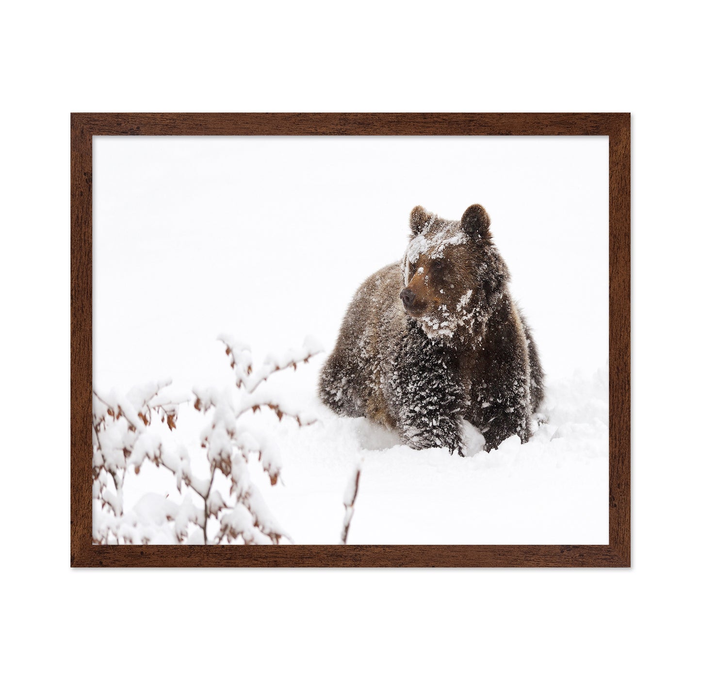 Brown Bear in Snow