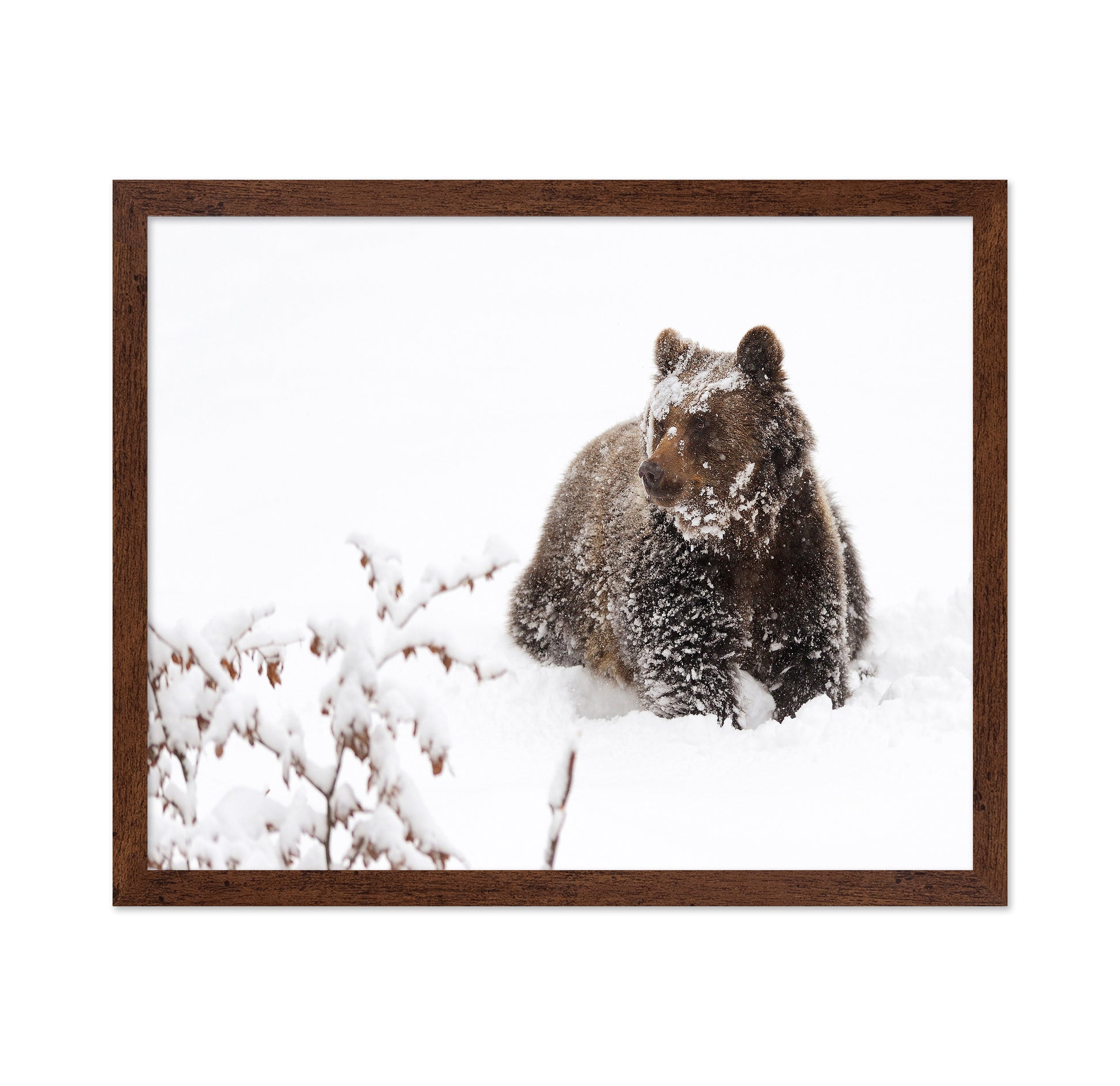 Brown Bear in Snow