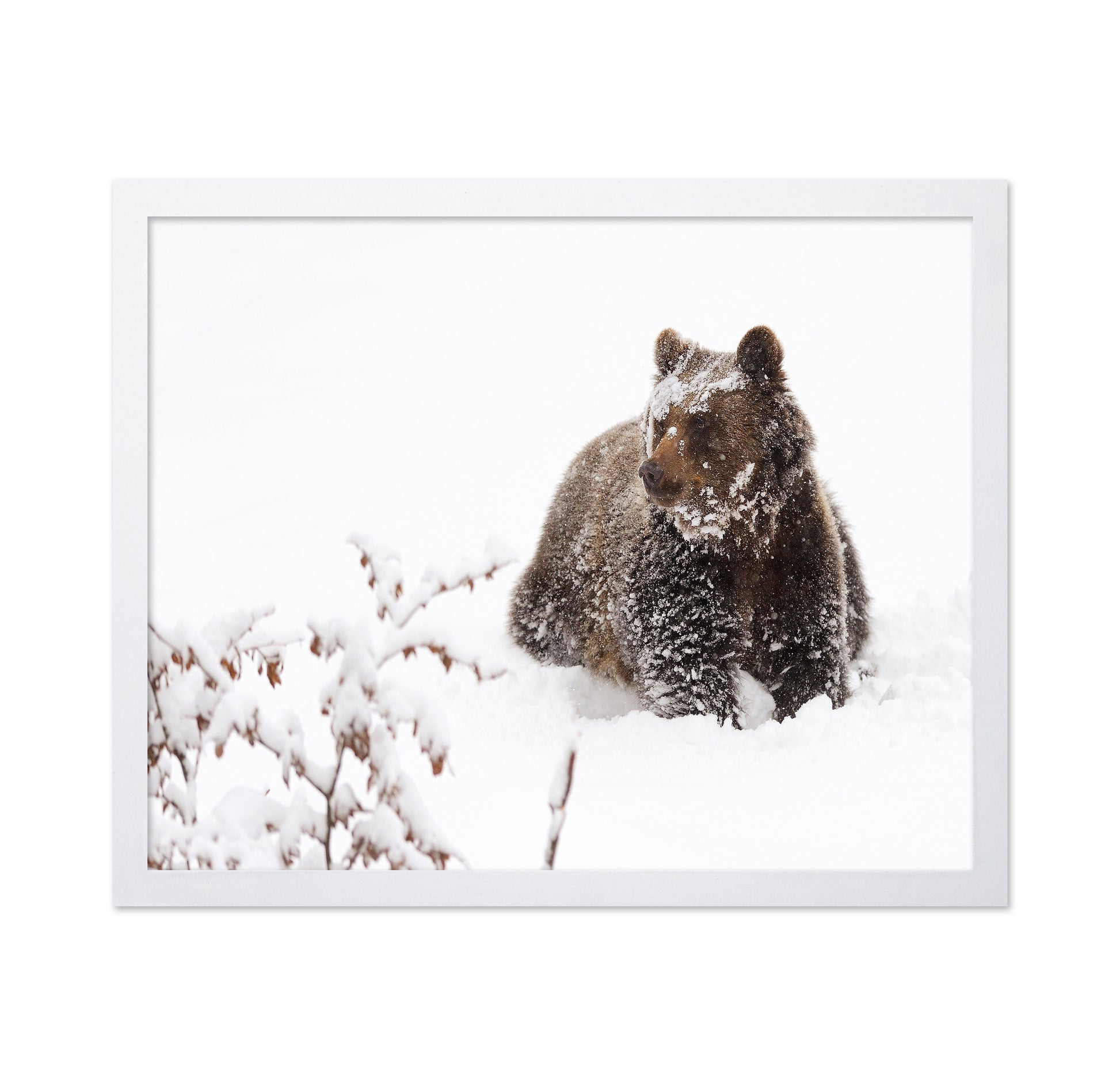 Brown Bear in Snow