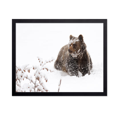 Brown Bear in Snow